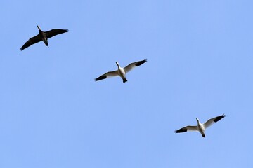 Obraz premium Geese in a Blue Sky