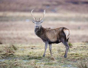 A Red Deer Stag standing in the Scottish highlands. 