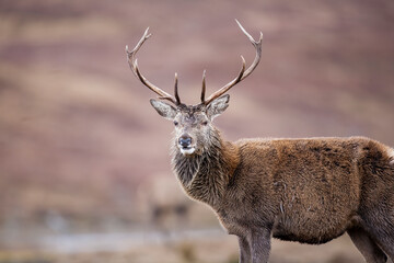 A Red Deer Stag standing . Taken in the Scottish Highlands. 