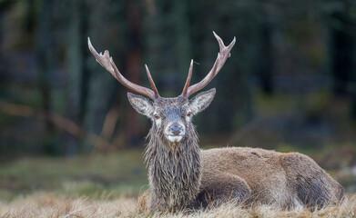 A Red Deer Stag with a snow soaked mane layibg down on the ground. Taken in Scotland