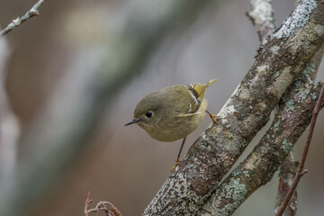 Ruby-crowned kinglet bird closeup
