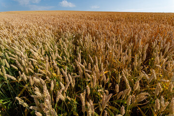 Geteidefeld im Sommer