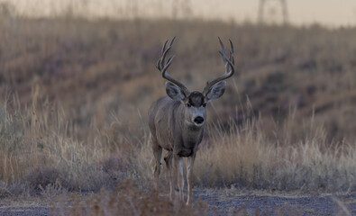 Buck Mule Deer During the Fall Rut in Colorado