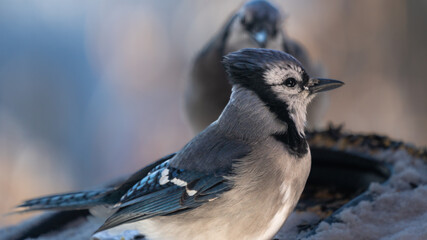 Fototapeta premium Blue Jays of winter with blurred background, closeup images, high resolution, 