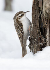 Eurasian Treecreeper
