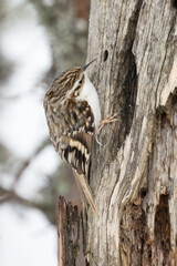 Eurasian Treecreeper