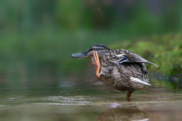  Mallard or wild duck (Anas platyrhynchos) female bathing and drinking in a pond in the Netherlands                              