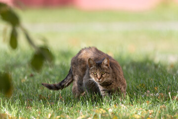 Beautiful gray cat on the green grass.