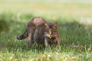 Beautiful gray cat on the green grass.