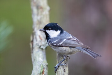 Coal tit