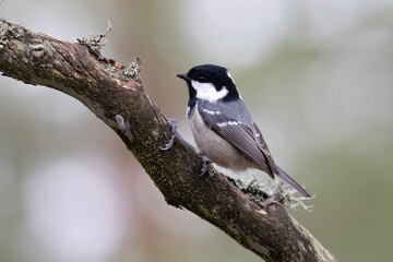 Coal tit