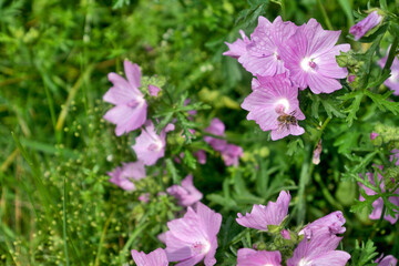 Bee on mallow flower in summer meadow