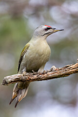 Grey-headed woodpecker