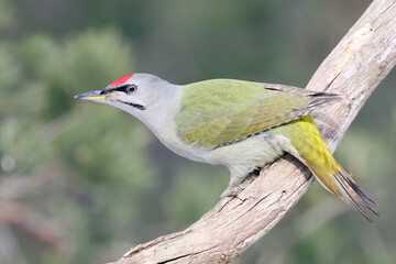 Grey-headed woodpecker