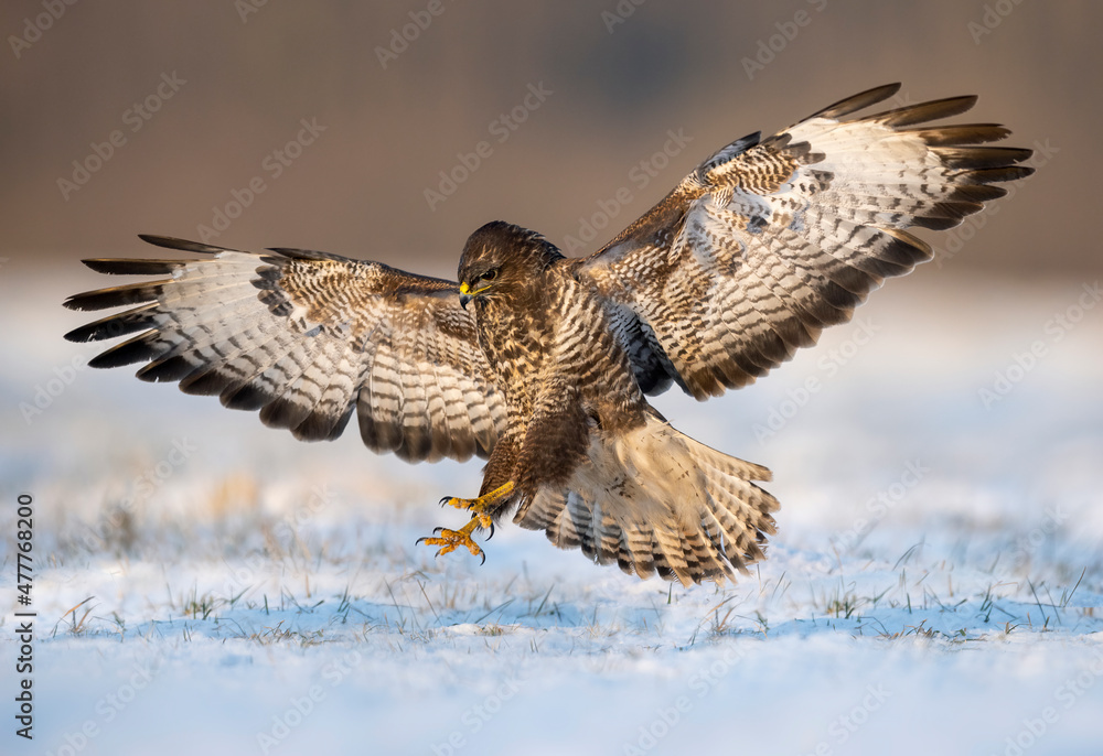 Wall mural common buzzard bird ( buteo buteo )