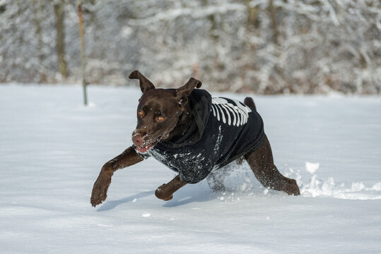 dog running in snow