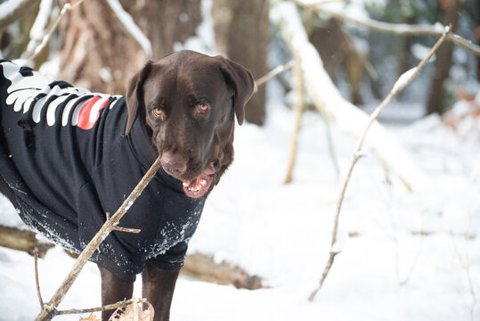 Choclate Labrador retriever