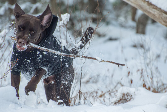 dog running in snow