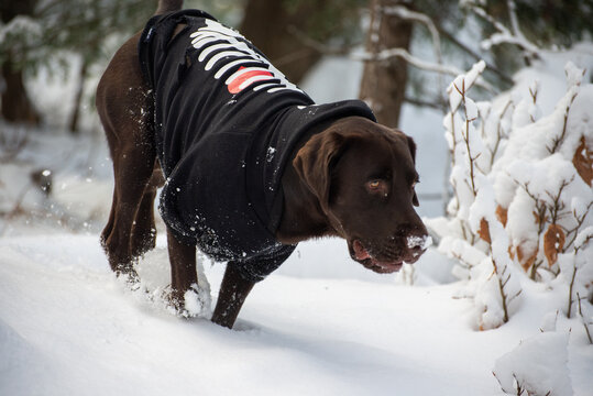 dog in the snow