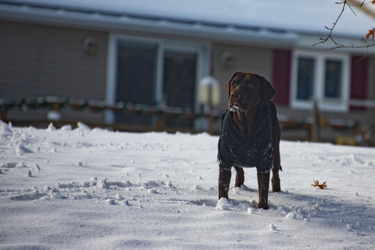 Dog standing in the snow