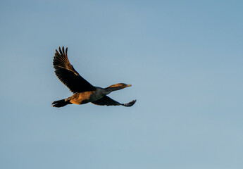 Cormorants in flight
