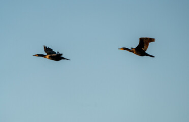 Cormorants in flight