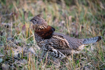 Ruffed Grouse Manitoba