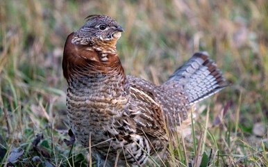 Ruffed Grouse Manitoba