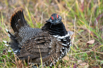 Ruffed Grouse Manitoba