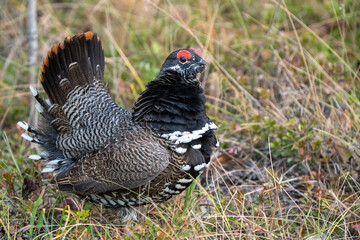 Ruffed Grouse Manitoba