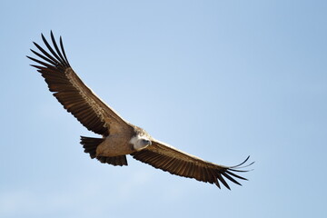 Buitre leonado (gyps fulvus) Segovia España