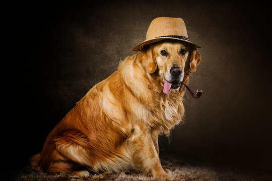 funny golden retriever with Sherlock Holmes hat and pipe 