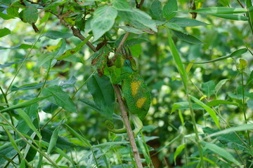 Male Jackson's Chameleon climbing in a bush close to Bwindi impenetrable forest