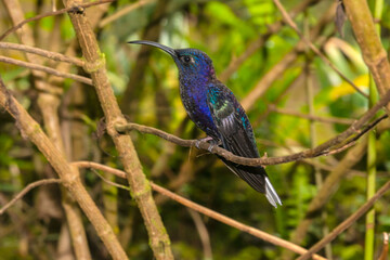 Violet Sabrewing Hummingbird (Campylopterus hemileucurus) Perched in Costa Rica