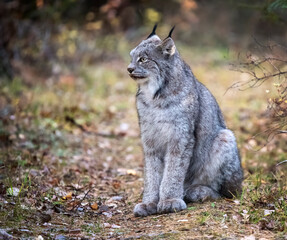 Naklejka na ściany i meble Wild Lynx Manitoba