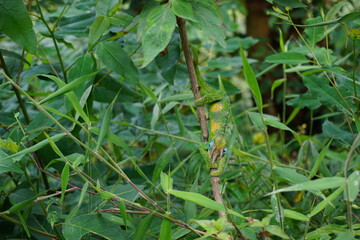 Male Jackson's Chameleon spottet next to the trail at Bwindi impenetrable forest