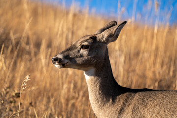 Deer in Wild