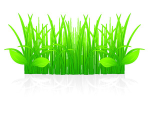 Green Grass isolated on a white background