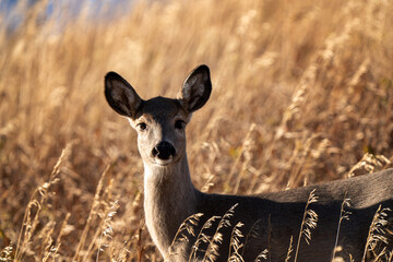 Deer in Wild