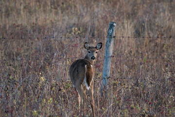 Deer in Wild