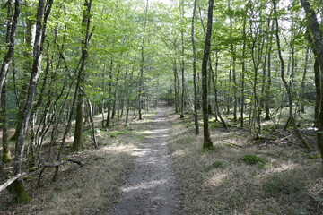 Fototapeta na wymiar Oak trees in the Forest of Troncais