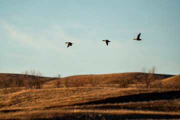 Ducks in Flight