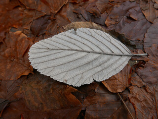 vivida immagine di foglie autunnali a terra nel bosco