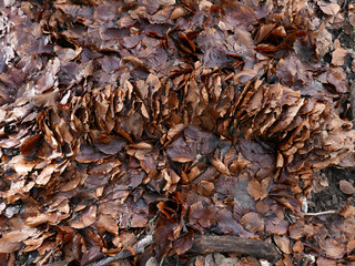 vivida immagine di foglie autunnali a terra nel bosco