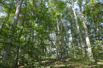 Oak trees in the Forest of Troncais
