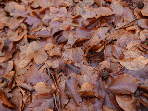 vivida immagine di foglie autunnali a terra nel bosco