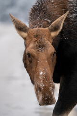 Winter Moose Manitoba