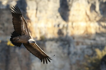 Buitre leonado (gyps fulvus) Segovia España