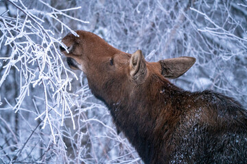Winter Moose Manitoba