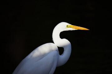 Bird in the Everglades